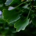 2012-12-06 Canberra 231 - Version 2