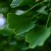 2012-12-06 Canberra 234 - Version 2