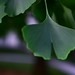 2012-12-06 Canberra 256 - Version 2