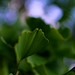 2012-12-06 Canberra 269 - Version 2
