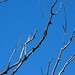2012-12-08 Canberra 315 - Version 2