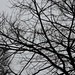 Branches
