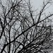 Branches