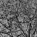 Branches