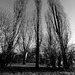 Branches