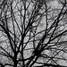 Branches