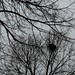 Branches