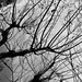 Branches