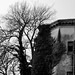 Branches