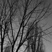 Branches