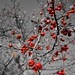 Branches